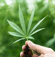 Cannabis compounds can stop Covid virus from entering human cells: Study