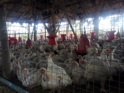 Cambodia Reports Fresh H5N1 Bird Flu Case, Total Infections Mount to 8