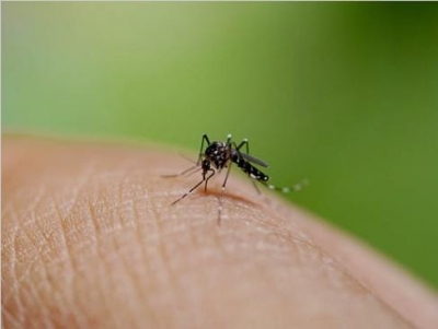 Over 5,000 Dengue Cases Reported in Sri Lanka This Month