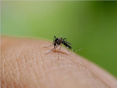 Dengue Cases in Argentina Surpass 576,000 in 2024