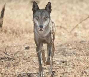 Wolf Terror Continues in UP's Bahraich, 13-year-old Attacked