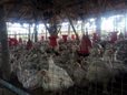 Bird flu confirms at TN's Vandalur zoo; public entry suspended for two days

