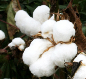 Govt Extends Import Duty Exemption on Cotton Till Dec 31