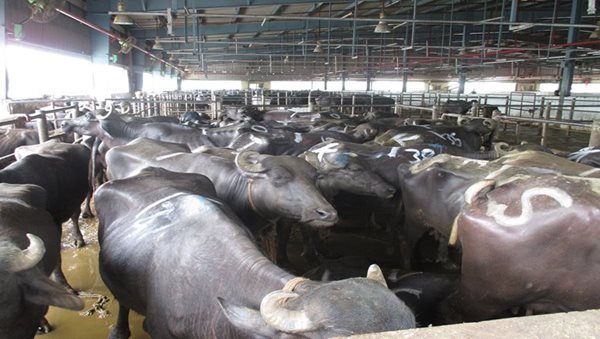 Delhi HC seeks Centre's response on PIL seeking total ban on cattle slaughter