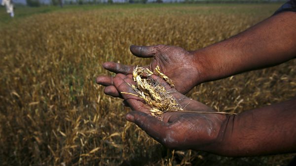 UP farmer dies of shock after seeing crop destroyed by rain