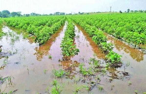 Yogi Govt Ramps up Efforts to Safeguard Crops from Impending Monsoon Floods