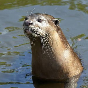 Rare Species of Smooth-coated Otter Identified at Vaigai River's Origin in TN