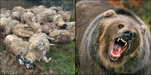 Kashmir: 18 Sheep Killed, 25 Injured in Bear Attack