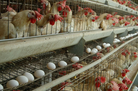 Namakkal Egg Prices Hit Record High of RS 6.25, Likely to Remain So Till Pongal