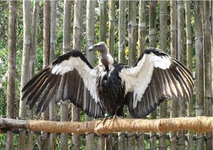 TN, Kerala, Karnataka to Join Hands for March 7-8 Nilgiri Vulture Census