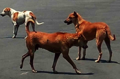 Couple Attacked by Pitbull While Viewing Rental Home in Punjab, Video Emerges