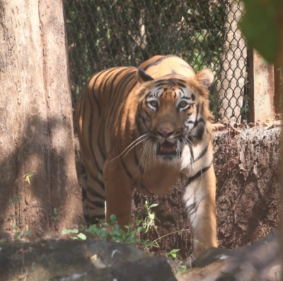 Man Mauled to Death by Tiger in UP's Pilibhit