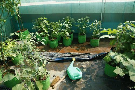Coimbatore Corporation to Launch Rooftop Garden as Part of Green Drive