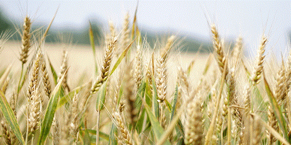 Why Pak isn't allowing Indian wheat to reach hungry Afghanistan