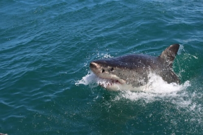 Aus State Closes Beaches after Shark Attack
