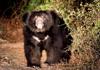 Eight-Year-old Assam Boy Mauled to Death by Sloth Bear in TN'S Valparai