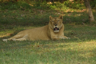 Ailing Lioness Dies in Gorakhpur Zoo