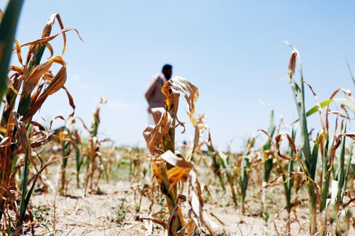 Farmers Reel from Drought as Climate Change Takes Toll in Yemen