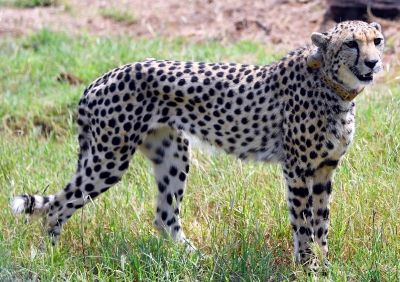 Five More Cheetah Cubs Born in MP'S Kuno National Park
