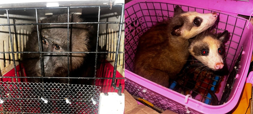 Seven Exotic Animals Rescued at Assam-Mizoram Border, 4 Arrested