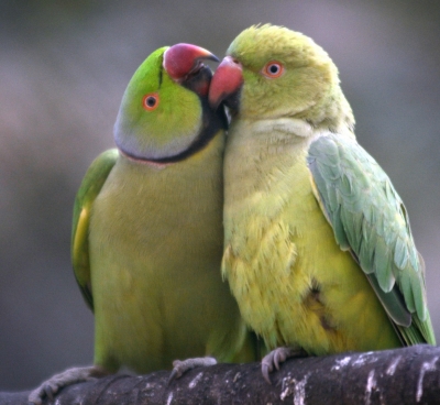 Bengal to Soon Impose Ban on Keeping Indian Bird Species as Pets