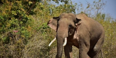 Wild Elephant Tramples Man to Death in TN Village