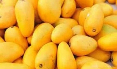 TN'S Dindigul Mango Farmers Hit by Price Crash, Seek Govt Intervention