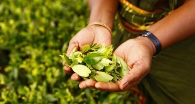 Sri Lanka tea exports to earn $1.3 bn in 2021