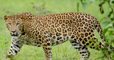 Leopard Enters Kota's Chhatra Vilas Garden, Climbs 40-foot Jamun Tree
