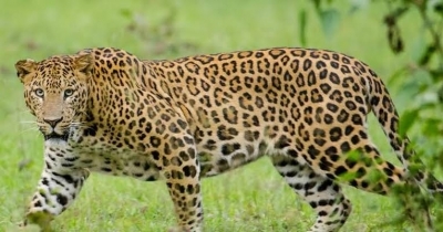 Leopard Enters Kota's Chhatra Vilas Garden, Climbs 40-foot Jamun Tree
