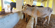 Chennai Corporation Calls for Volunteers to Manage Cattle Sheds; Pet Licensing Sees Sharp Uptick