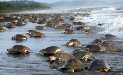 Elite Marine Force to Protect Chennai's Turtle Beaches, Fragile Habitats
