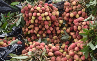 In a First, India Exports Rose-scented Litchis from Punjab to Qatar, Dubai