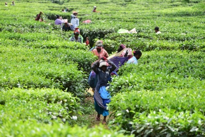 Assam Tea Giving Freshness to the World, Says CM Himanta Biswa Sarma