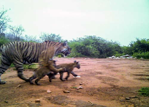 Tiger Population in Sariska Touches 30, Highest Till Date