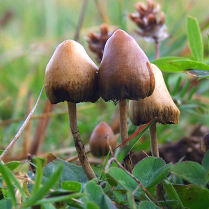 Russian National Held in Goa for Growing 'magic Mushroom'