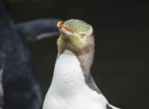 Yellow-eyed Penguin Wins New Zealand's Bird of the Year