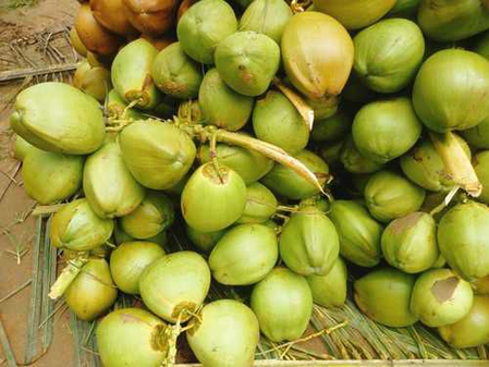 Labour Shortage Drives up Coconut Farming Costs in Western Tamil Nadu
