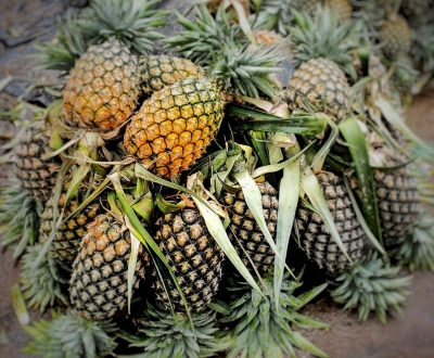 First Cargo of India's Premium Quality Pineapples Exported by Sea to UAE