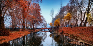 Kashmir's golden yellow autumn starts making way for winter 