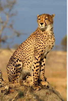 Second Cheetah Death at MP'S Kuno within Month Raises Questions over Officials' Efficiency