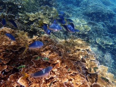 Australian Govt Welcomes Unesco Finding on Great Barrier Reef
