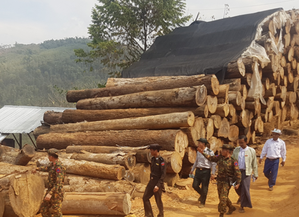 15 Arrested for Smuggling Timber in Myanmar