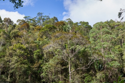 India Ranks 9TH Globally in Forest Area, Retains 3RD Spot in Annual Forest Area Gain: Minister