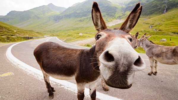 Telangana Congress leader arrested for stealing donkey