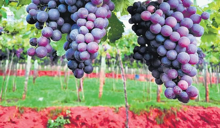 Grape Farmers in TN'S Theni Hit by Crop Damage, Falling Prices