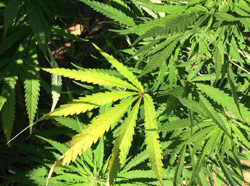 Bihar Police seize over 455 kg ganja in Supaul and Madhubani raids