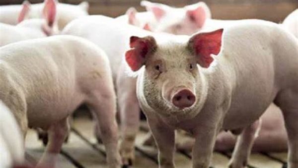 African Swine fever detected in pig farm in Wayanad