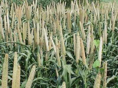 TN Govt to Launch Five-year Tamil Nadu Millet Mission