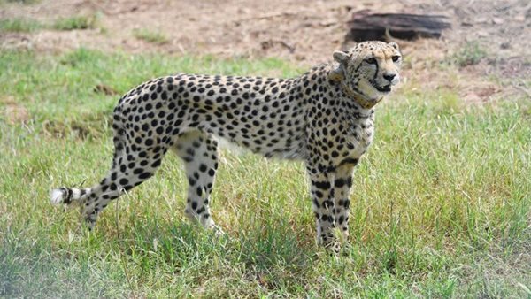PM Modi releases eight cheetahs in MP's Kuno National park 
